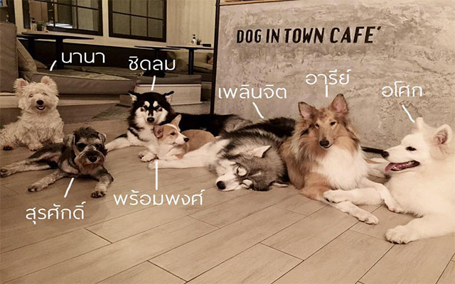 Dog In Town Café คาเฟ่หมา / เอกมัย