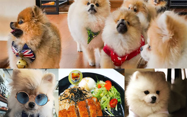 4.Happy Pom Dog Café คาเฟ่หมา / ราชพฤกษ์
